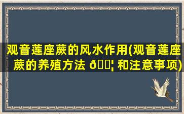 观音莲座蕨的风水作用(观音莲座蕨的养殖方法 🐦 和注意事项)